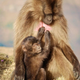 Illustration for article titled Gelada monkeys offer evidence that abortion is part of evolutionary fitness